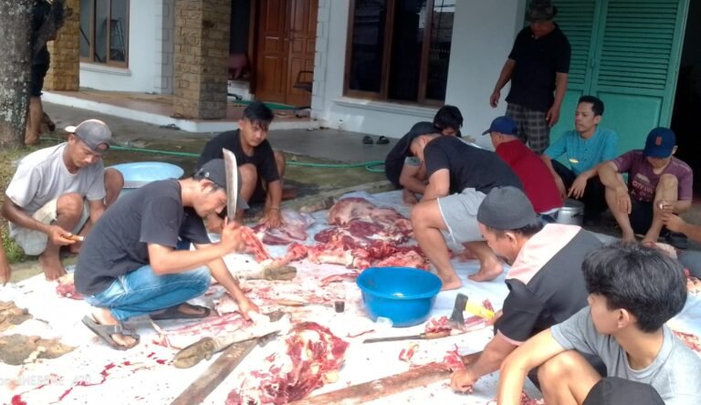 Hotel Wisata Baru Kurban 3 Sapi 1 Kambing, Tebar 250 Bungkus Daging ke Warga Sekitar